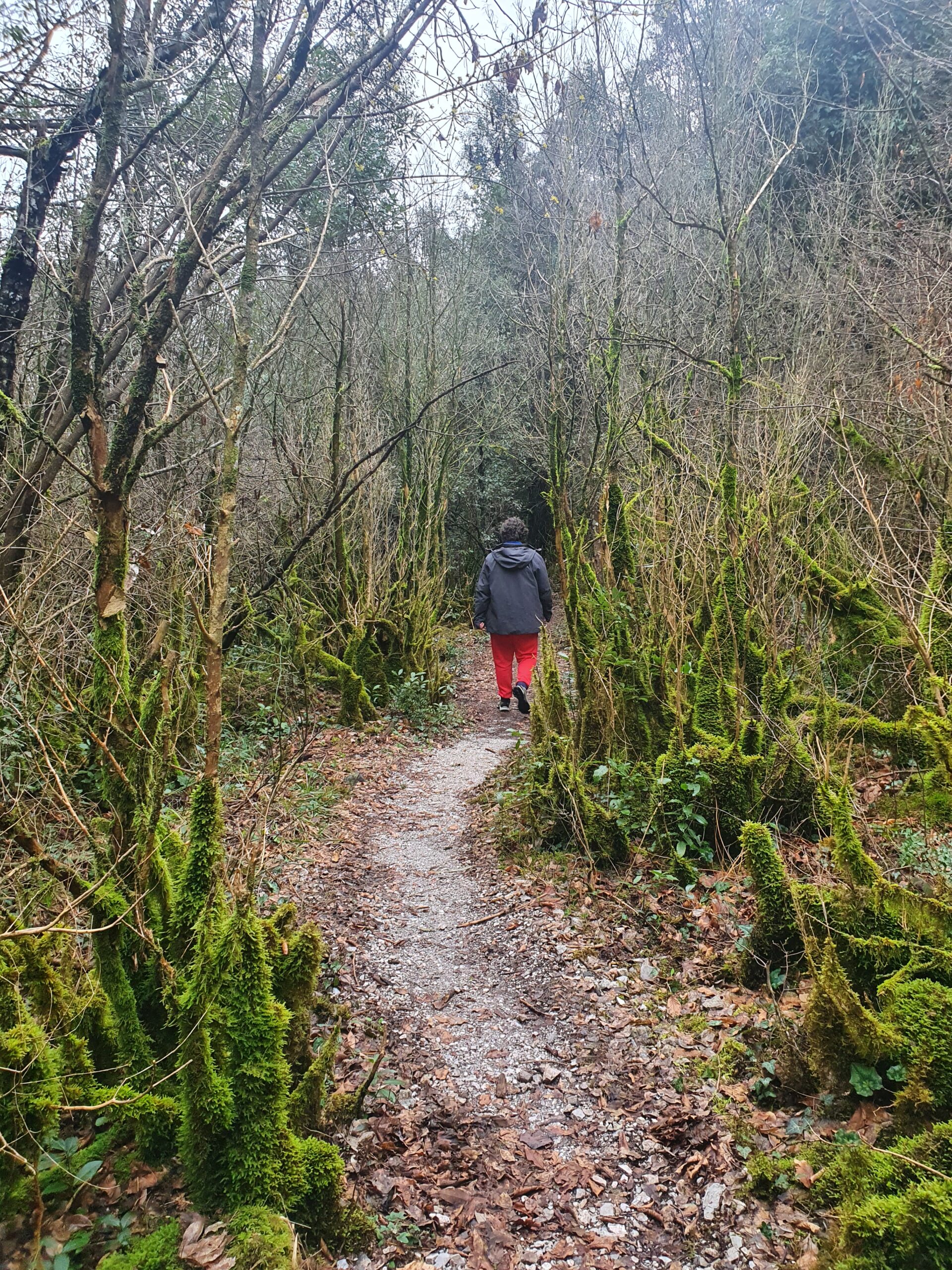 La sylvothérapie, qu’est-ce que c’est ? Les bienfaits des bains de forêt
